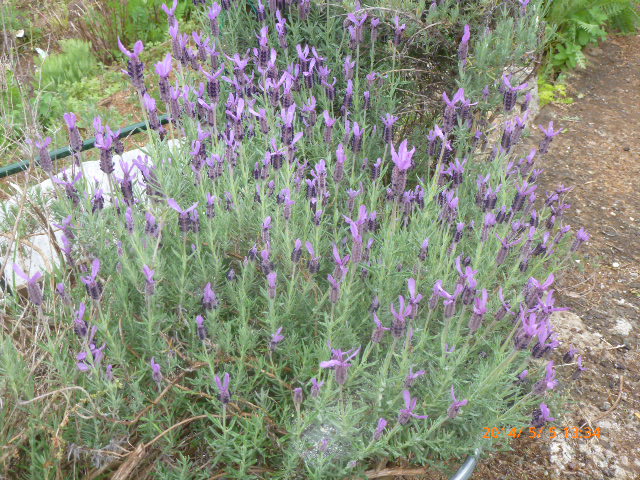 2014.5.5紫色リボンラベンダー