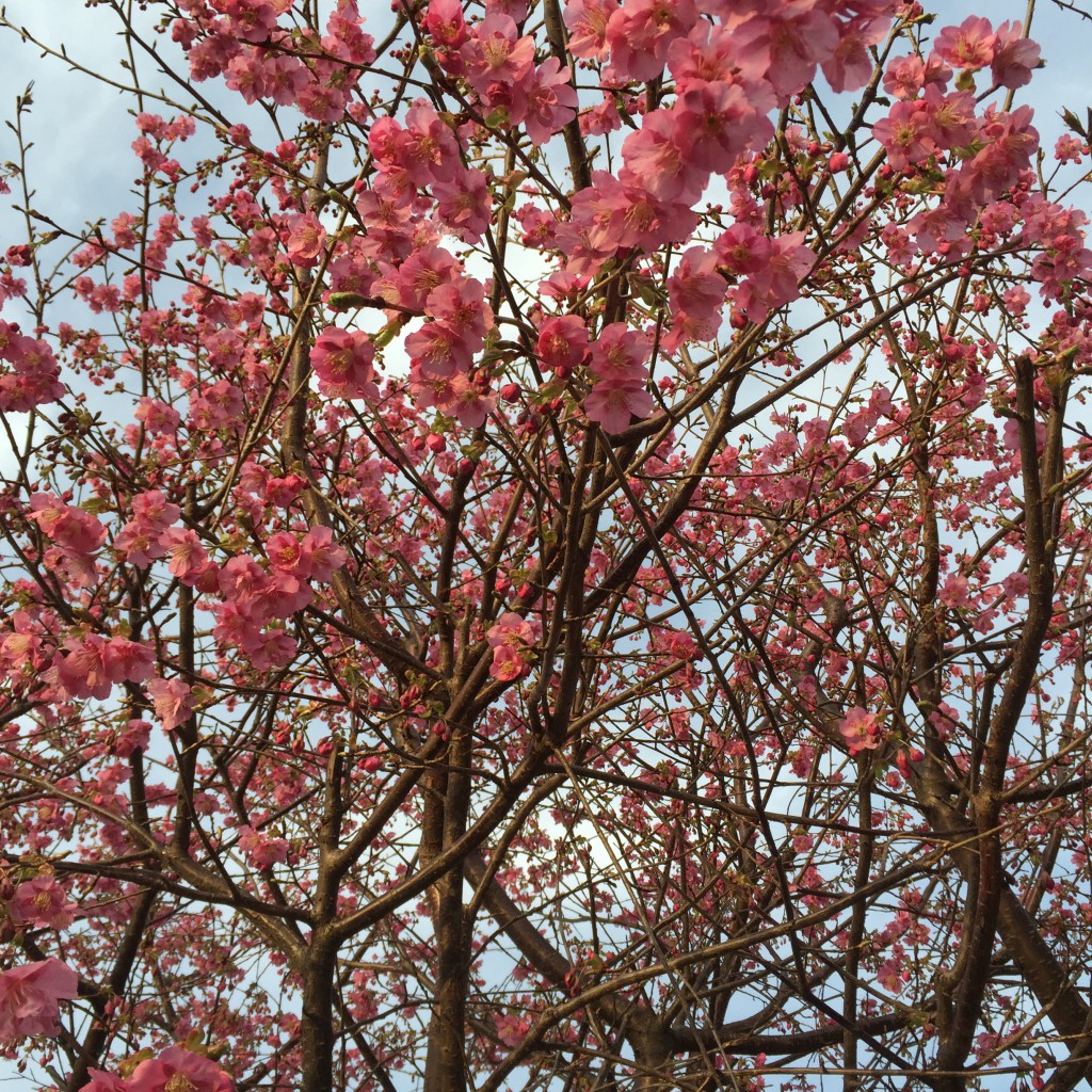 2/28 満開の桜