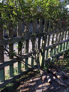 ツルバラ　この木柵沿いに三株。剪定,ツルの枝のひも留め、雑草ぬき、施肥をする。害虫やダニの被害はまだでていなかった。