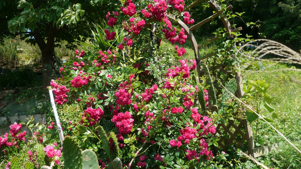 花壇①のアーチの赤いばら（たしかこのバラの苗木はお隣の奥さんにもらったと記憶している）