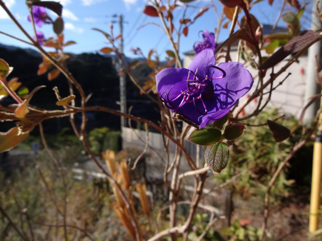 ノボタン青紫の花は秋から咲き続けている
