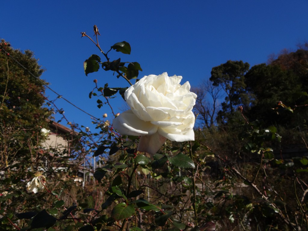 つるバラ　純白の大輪の花は新春の青空によく映える